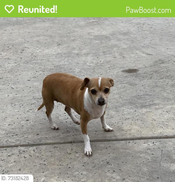 Reunited Female Dog last seen E. Jefferson/E. Marshall, Palmer, TX 75152