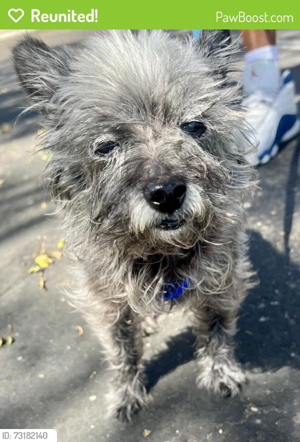 Reunited Male Dog last seen Norton Ave, National City, CA 91950, USA, National City, CA 91950