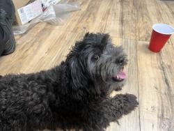 Reunited Female Dog last seen Tropicana and Jones, Las Vegas, NV 89103