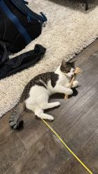 Lost Female Cat last seen Kinwood St and Kinwood Park Ln, Lacey, WA 98503