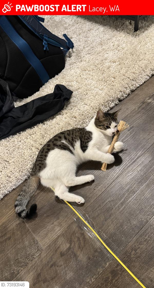 Lost Female Cat last seen Kinwood St and Kinwood Park Ln, Lacey, WA 98503