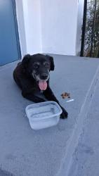 Found/Stray Male Dog last seen Washington & Hauser Blvd, Los Angeles, CA 90016