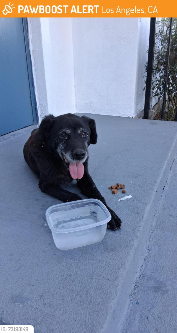 Found/Stray Male Dog last seen Washington & Hauser Blvd, Los Angeles, CA 90016
