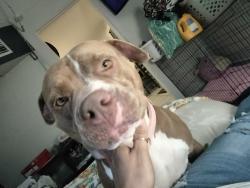 Reunited Female Dog last seen Bayshore, Naples, FL 34112