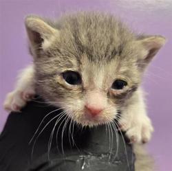 Shelter Stray Female Cat last seen Near Flor Celosia, Socorro, TX, 5001 Fred Wilson Ave, El Paso, TX 79906, USA