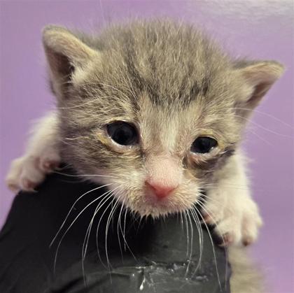 Shelter Stray Female Cat last seen Near Flor Celosia, Socorro, TX, 5001 Fred Wilson Ave, El Paso, TX 79906, USA