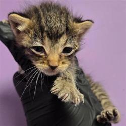 Shelter Stray Female Cat last seen Near Flor Celosia, Socorro, TX, 5001 Fred Wilson Ave, El Paso, TX 79906, USA