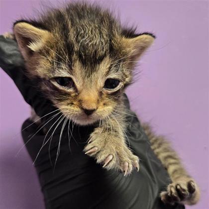 Shelter Stray Female Cat last seen Near Flor Celosia, Socorro, TX, 5001 Fred Wilson Ave, El Paso, TX 79906, USA