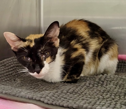 Shelter Stray Female Cat last seen Near S Augusta Ave, 21229, MD, 2490 Giles Rd, Baltimore, MD 21225, USA