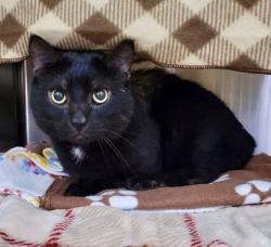 Shelter Stray Male Cat last seen Near S Montford Ave, 21224, MD, 2490 Giles Rd, Baltimore, MD 21225, USA