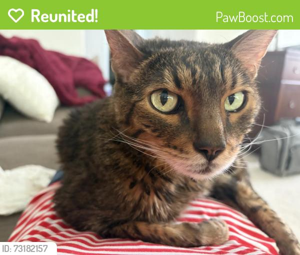 Reunited Male Cat last seen Mineral pl and Long in Heritage Eagle Bend, Aurora, CO 80016