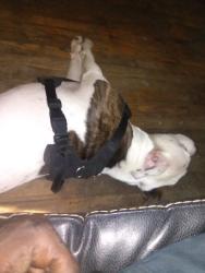 Reunited Male Dog last seen Gratiot, Detroit, MI 48226