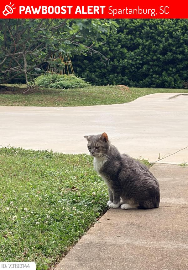 Lost Male Cat last seen Cottonwood trail, Spartanburg, SC 29302
