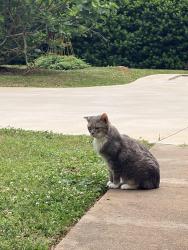 Lost Male Cat last seen Cottonwood trail, Spartanburg, SC 29302