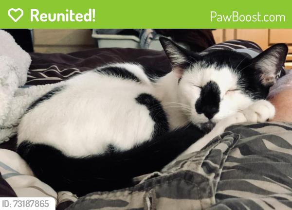 Reunited Male Cat last seen Morgan Combee & Reynolds Road by Wilderness Shores campground, Lakeland, FL 33801