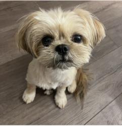 Reunited Female Dog last seen Beech Trail, San Antonio, TX 78244