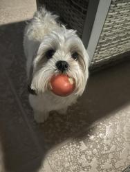Reunited Female Dog last seen Near SW 186th Terrace, Miami, FL 33177, USA, Miami, FL 33177
