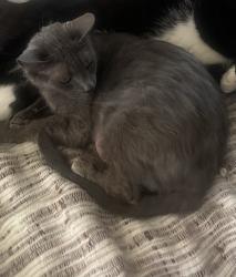 Reunited Female Cat last seen Near Bennett st, Angleton, TX 77515