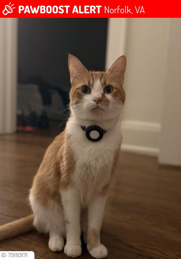 Lost Male Cat last seen Old dominion, Norfolk, VA 23508