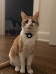 Lost Male Cat last seen Old dominion, Norfolk, VA 23508
