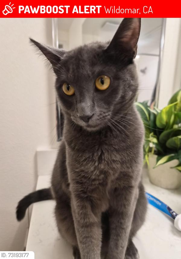 Lost Female Cat last seen Clinton Keith, Wildomar, CA 92595