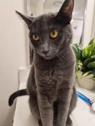 Lost Female Cat last seen Clinton Keith, Wildomar, CA 92595