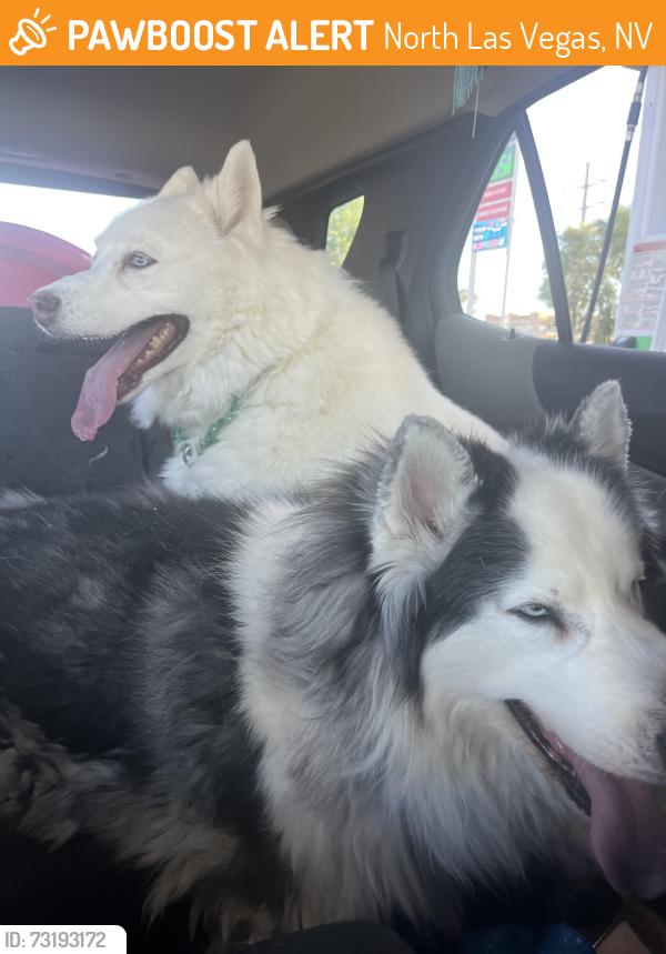 Found/Stray Male Dog last seen North Las Vegas, North Las Vegas, NV 89030