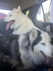 Found/Stray Male Dog last seen North Las Vegas, North Las Vegas, NV 89030