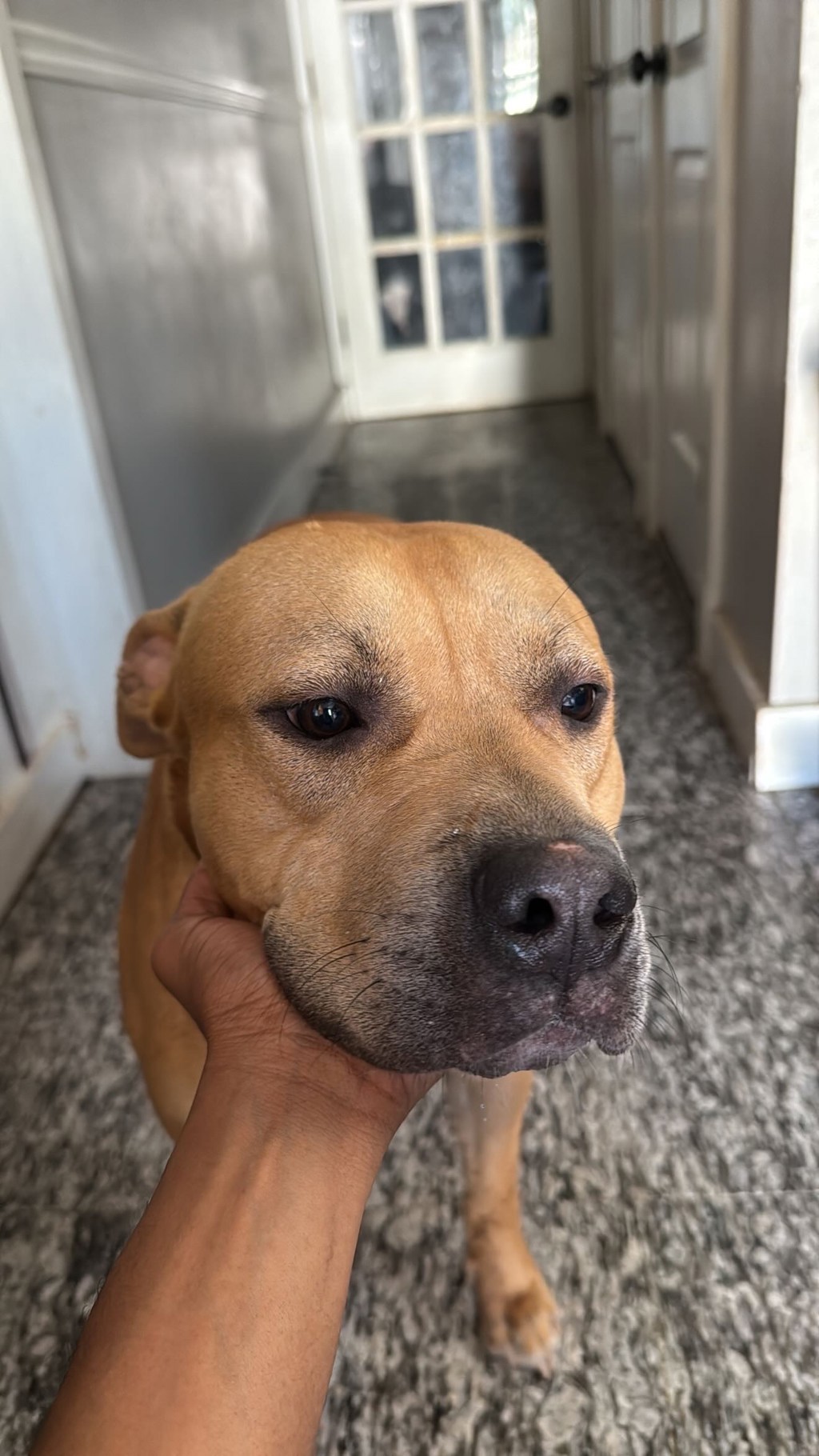 Shelter Stray Male Dog last seen Apt 2A,494 Jackson Avenue, BRONX, NY, 10455, 326 E 110th St, New York, NY 10029, USA