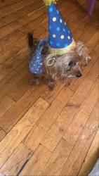 Shelter Stray Male Dog last seen 1st Avenue, NEW YORK, NY, 10029, 326 E 110th St, New York, NY 10029, USA