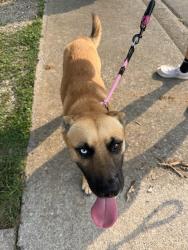 Found/Stray Male Dog last seen Fairpark plaza, round about in 5 point maryville, Maryville, TN 37804