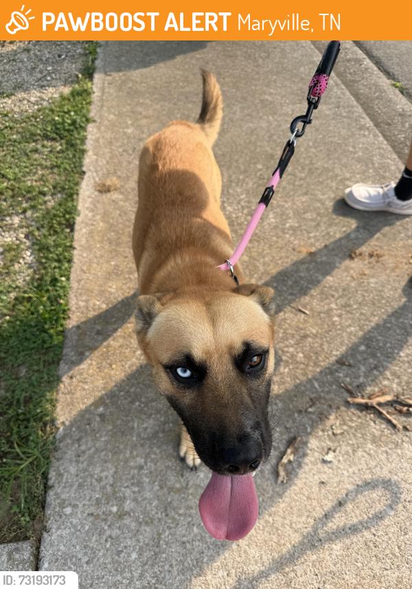 Found/Stray Male Dog last seen Fairpark plaza, round about in 5 point maryville, Maryville, TN 37804