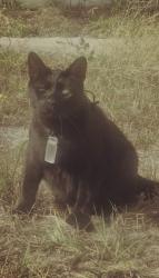 Reunited Male Cat last seen Trouble creek, New Port Richey, FL 34652
