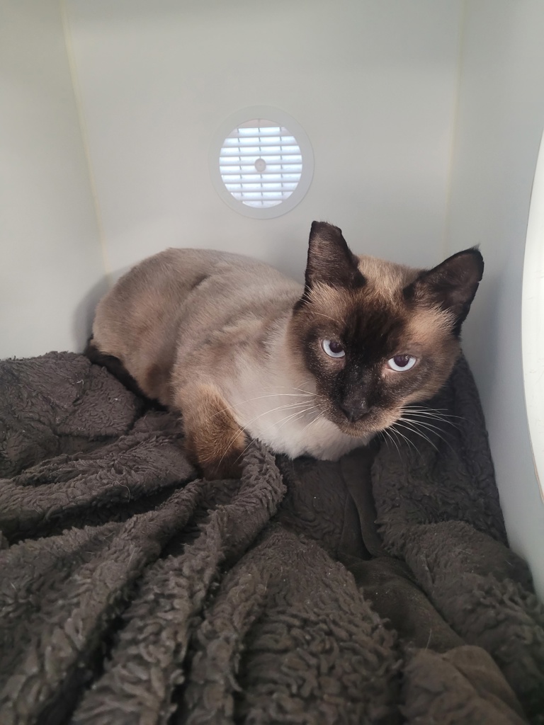 Shelter Stray Male Cat last seen Peach Avenue, El Cajon, CA, 92021, El Cajon, CA 92020, USA