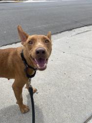 Shelter Stray Female Dog last seen Buenos Aires Norte Tijuana, Tijuana, BC, 22000, Mexico, 5500 Gaines St, San Diego, CA 92110, USA
