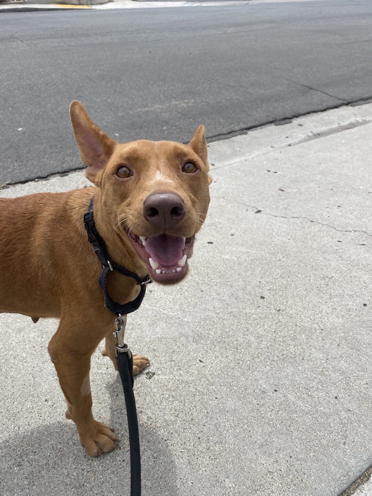 Shelter Stray Female Dog last seen Buenos Aires Norte Tijuana, Tijuana, BC, 22000, Mexico, 5500 Gaines St, San Diego, CA 92110, USA
