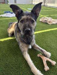 Shelter Stray Male Dog last seen Near Altaview Drive, San Diego, CA, 92139, 5500 Gaines St, San Diego, CA 92110, USA