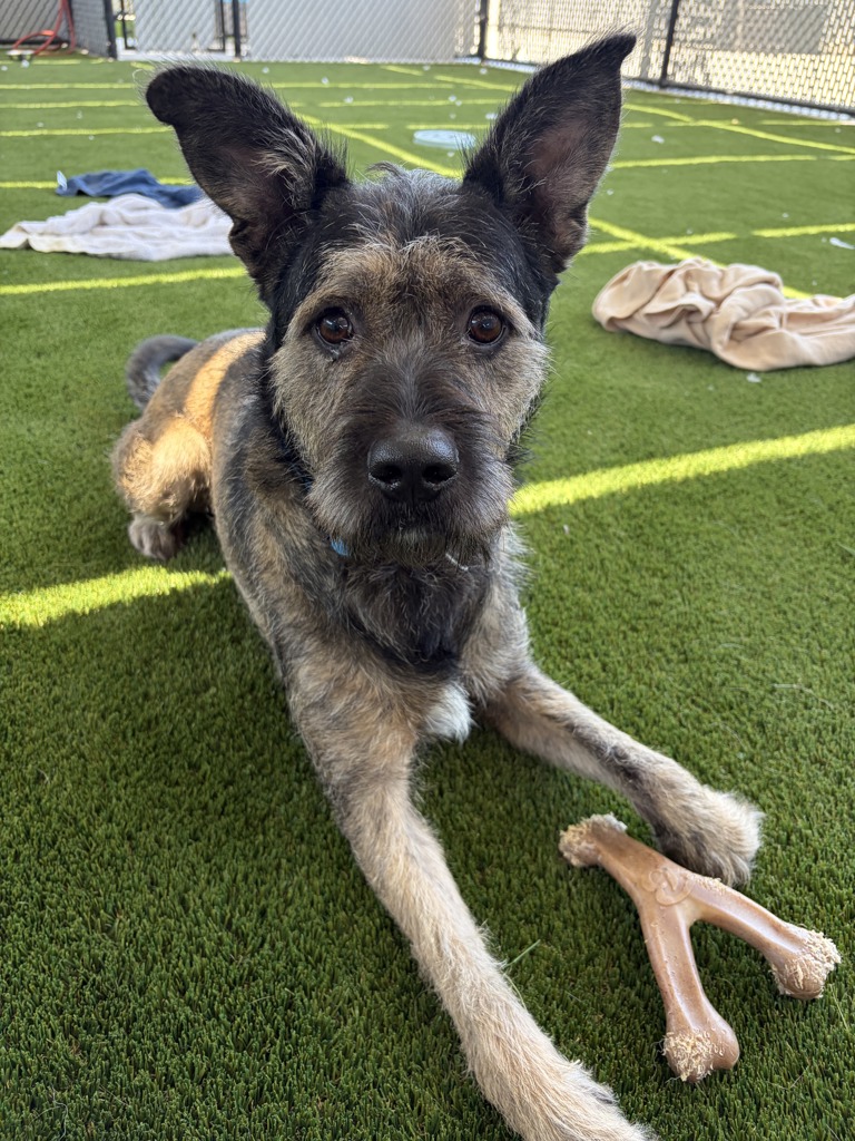 Shelter Stray Male Dog last seen Near Altaview Drive, San Diego, CA, 92139, 5500 Gaines St, San Diego, CA 92110, USA