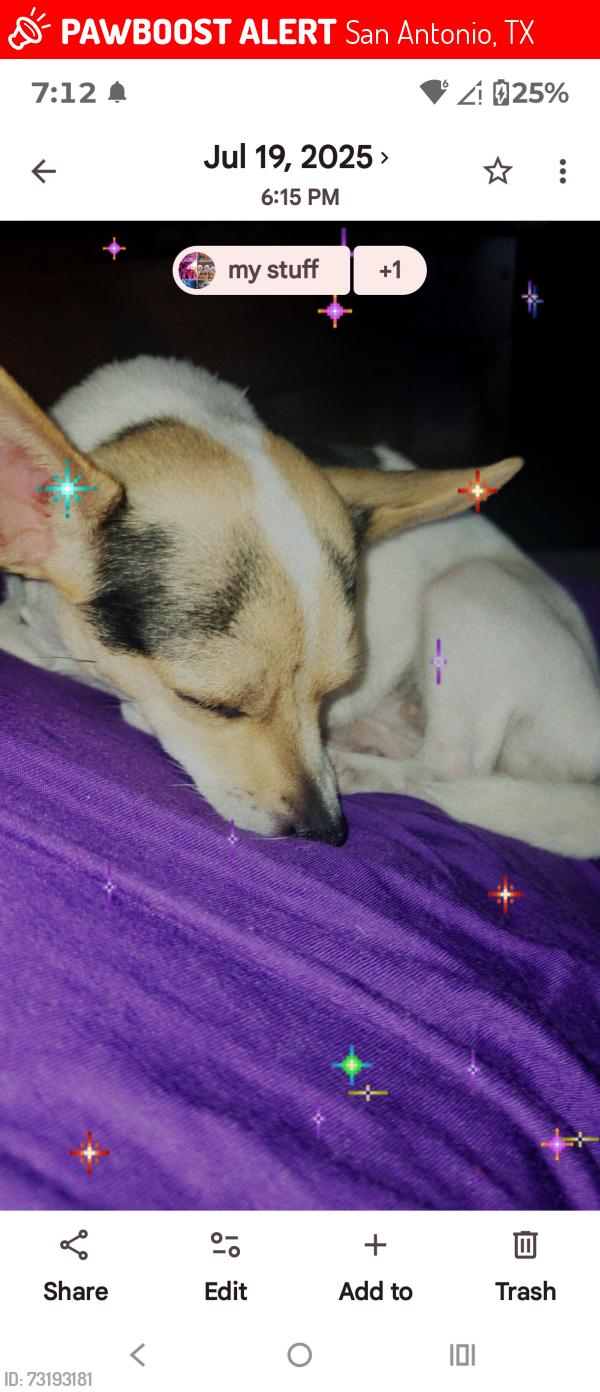 Lost Female Dog last seen Pleasanton, San Antonio, TX 78211