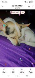 Lost Female Dog last seen Pleasanton, San Antonio, TX 78211