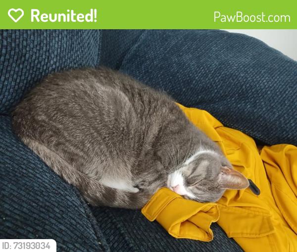 Reunited Female Cat last seen Keller Cres., 키치너, ON N2N 3M7