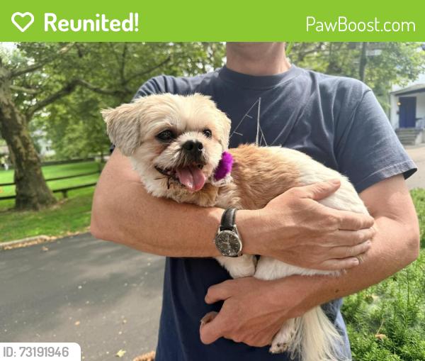 Reunited Female Dog last seen Near Roslyn Park in Sea Cliff, Sea Cliff, NY 11579