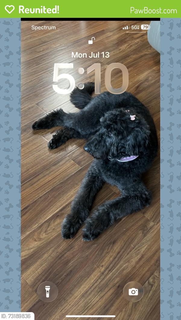 Reunited Female Dog last seen Mt Carmel Rd, Hampton, GA 30228