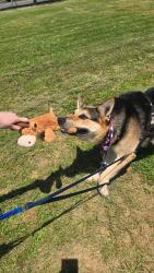 Shelter Stray Male Dog last seen El Mar Avenue, Poway, CA, 92064, 5500 Gaines St, San Diego, CA 92110, USA