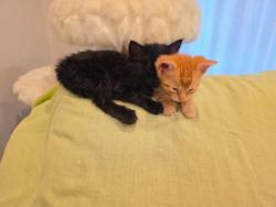 Shelter Stray Male Cat last seen Oakcrest DR, San Diego, CA, 92105, 5500 Gaines St, San Diego, CA 92110, USA