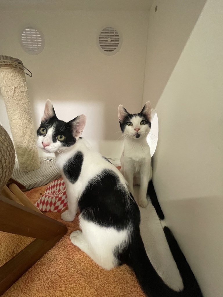 Shelter Stray Male Cat last seen Near Santa Christina Court, San Diego CA, San Diego, CA, 92154, 5500 Gaines St, San Diego, CA 92110, USA