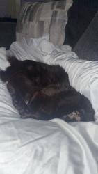 Shelter Stray Male Cat last seen Near Otis Court, San Diego, CA, 92111, 5500 Gaines St, San Diego, CA 92110, USA