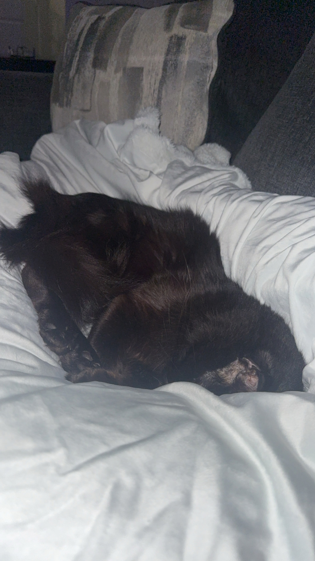 Shelter Stray Male Cat last seen Near Otis Court, San Diego, CA, 92111, 5500 Gaines St, San Diego, CA 92110, USA