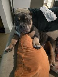Reunited Male Dog last seen Areca Avenue, Naples, FL 34112