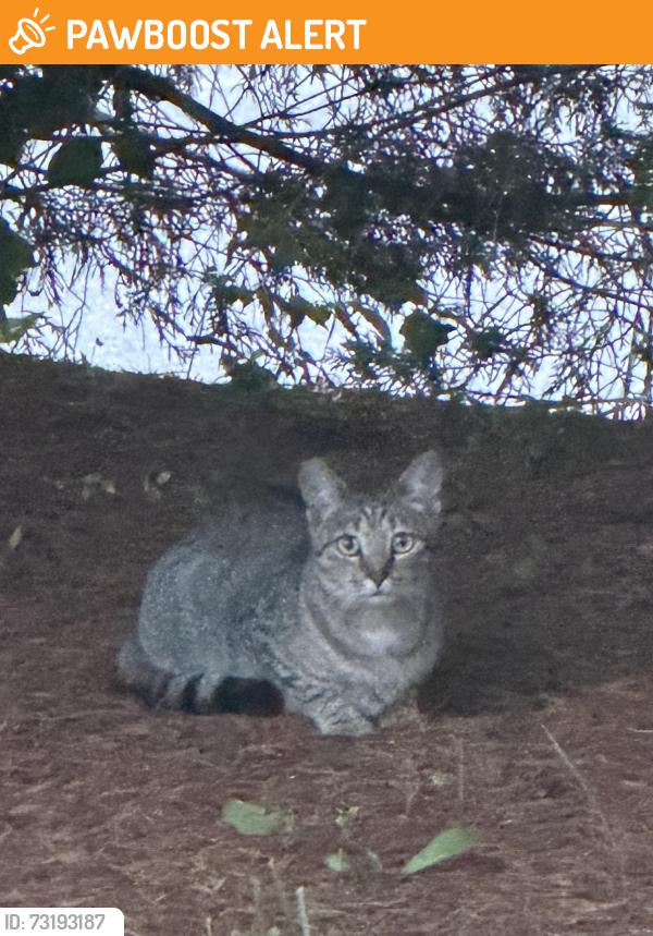 Found/Stray Unknown Cat last seen Refuge Family Life Center, Henderson County, NC 28792